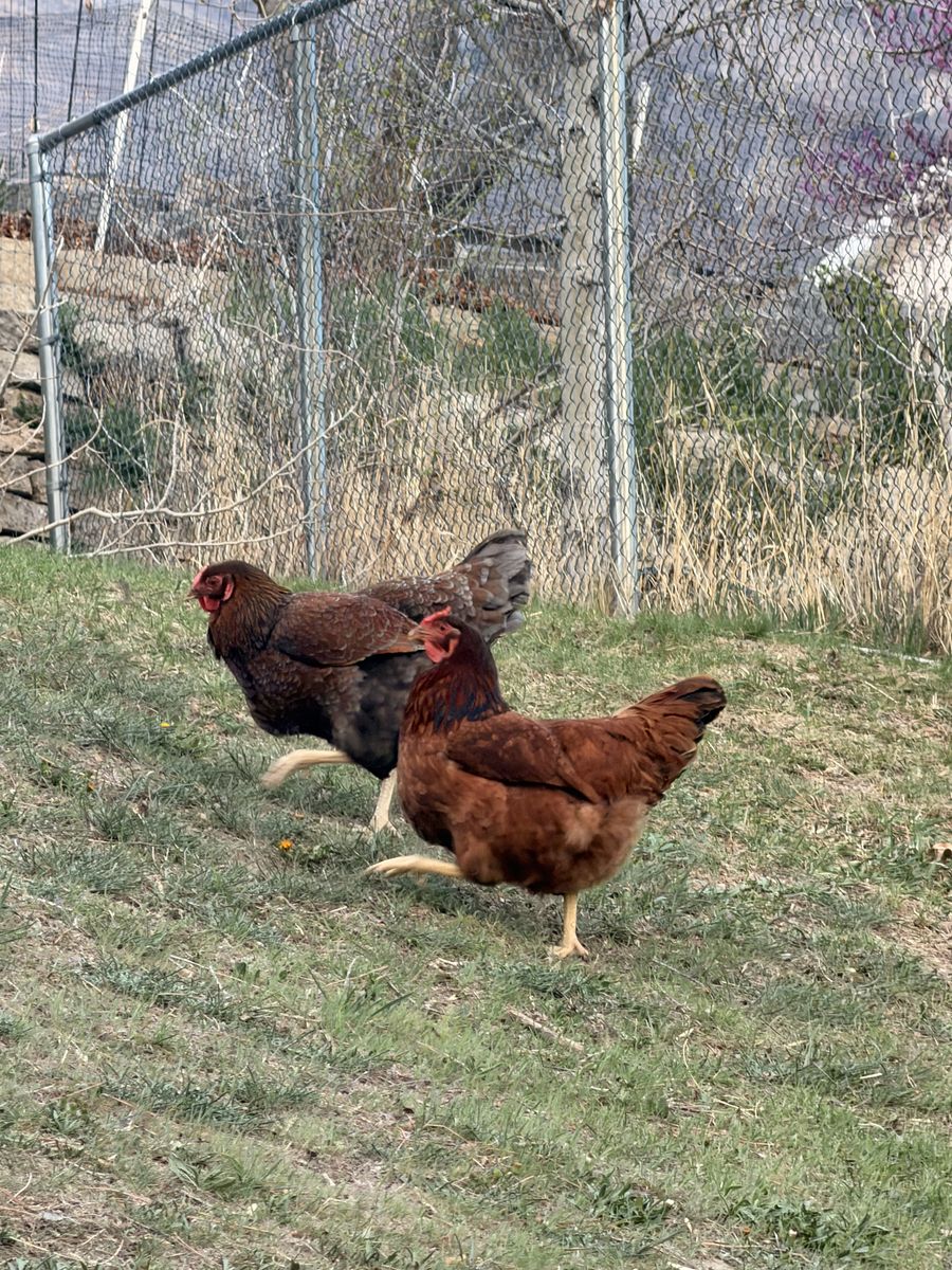 Egg Laying Hens