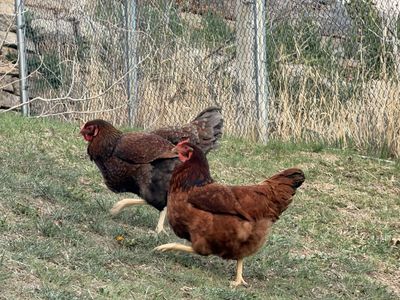 Egg Laying Hens