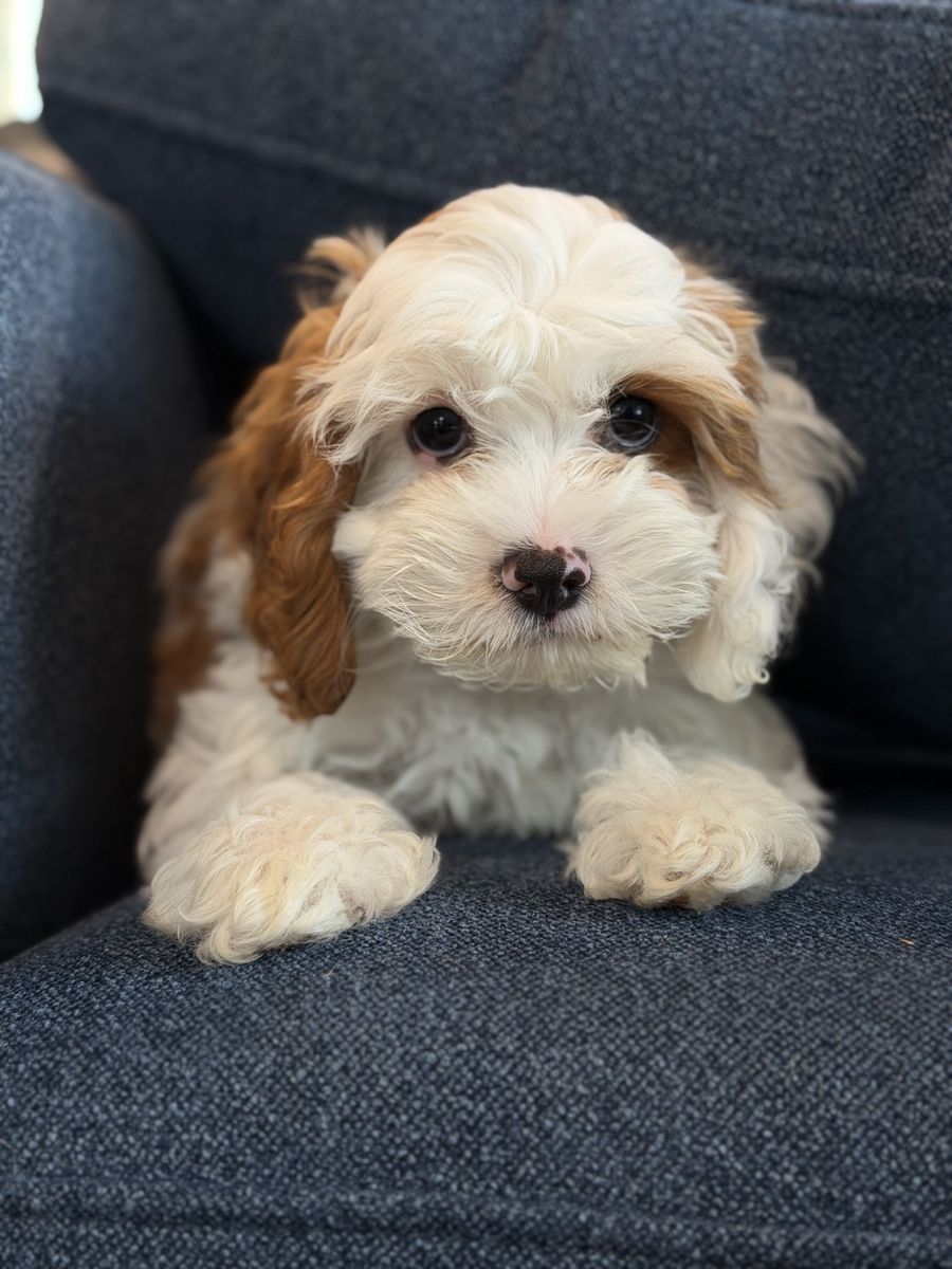 MALE MINI CAVAPOO AVAILABLE — Meet Snuggles!