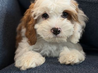 MALE MINI CAVAPOO AVAILABLE — Meet Snuggles!