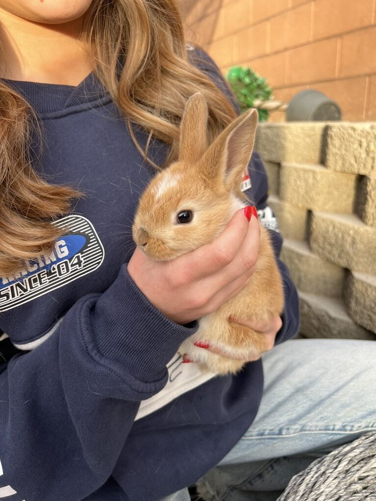 Baby Boy Bunny-8 Weeks