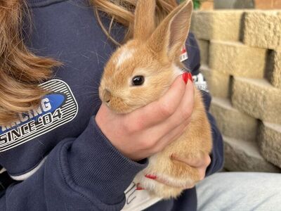 Baby Boy Bunny-8 Weeks