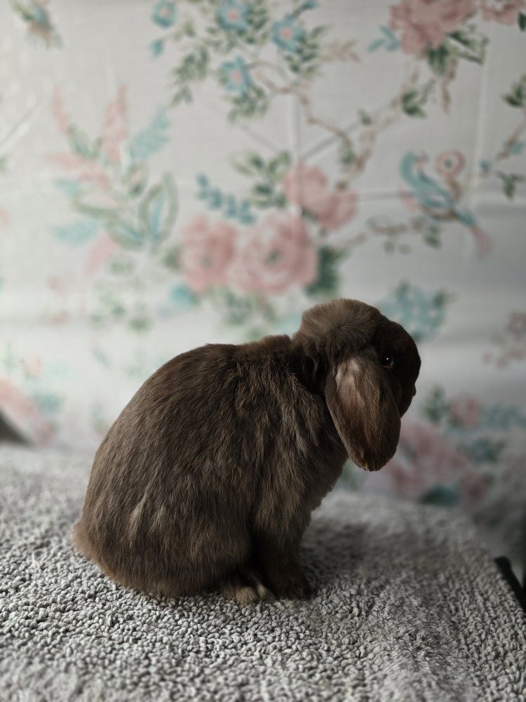 5 month  chocolate Holland lop buck.