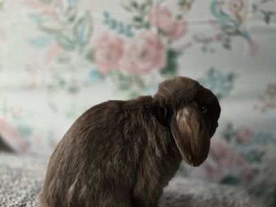 5 month chocolate Holland lop buck.
