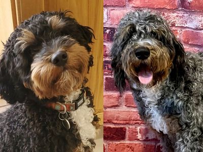 Tri-color STUDS Bernedoodle Aussiedoodle Bernese Cavapoo Mountain Poodle Merle Phantom Cavalier F1 F1B