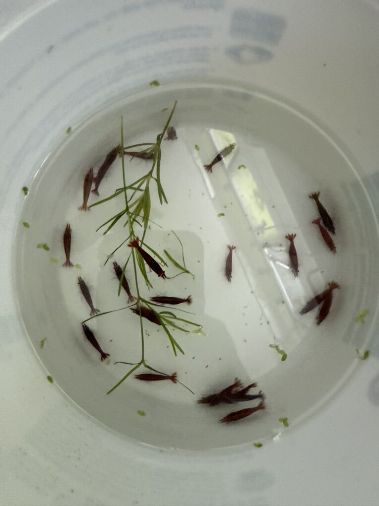 bloody Marry Neo / Red Cherry Shrimp