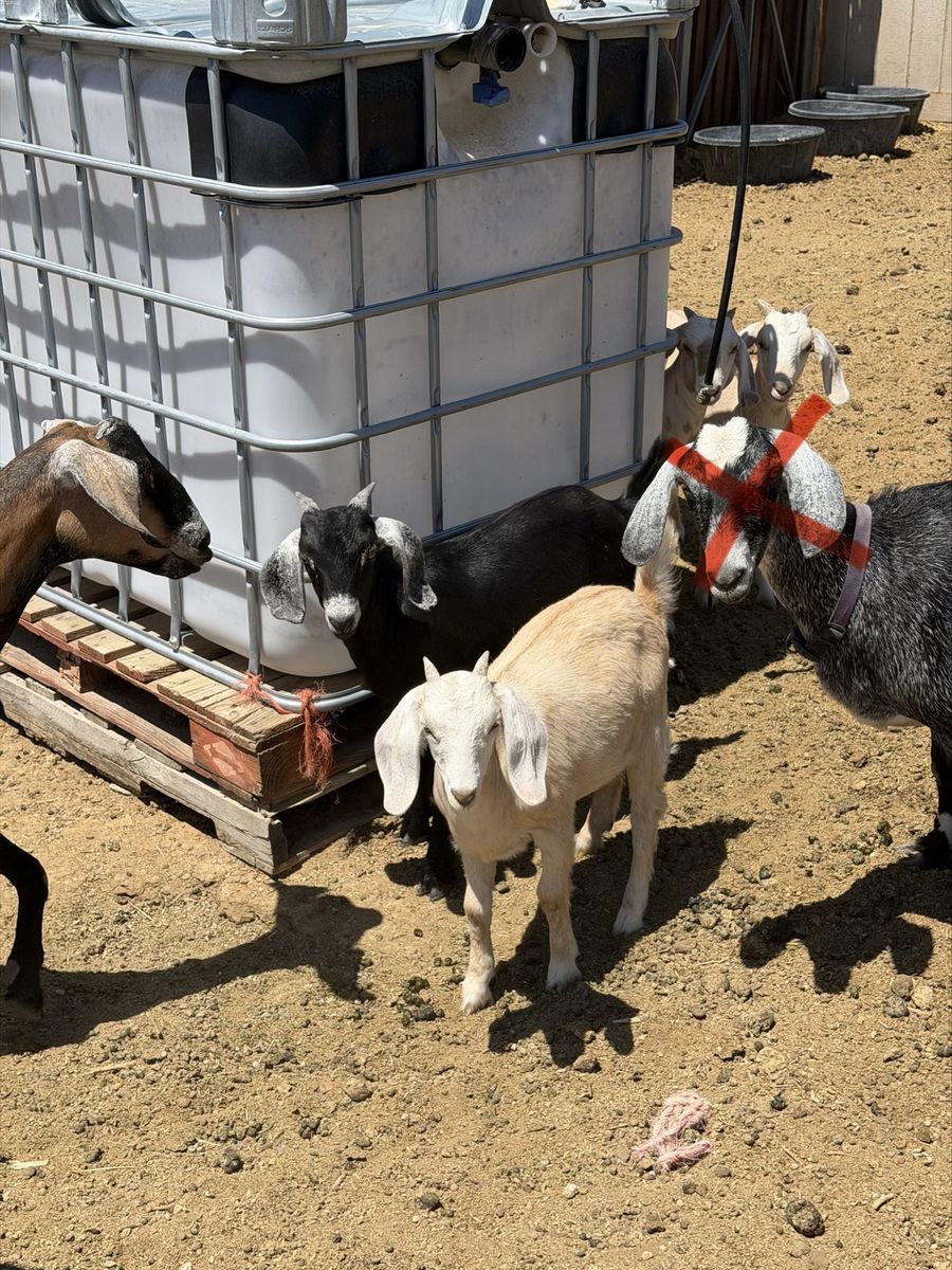 Boer x Nubian goats for sale