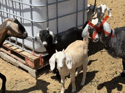 Boer x Nubian goats for sale