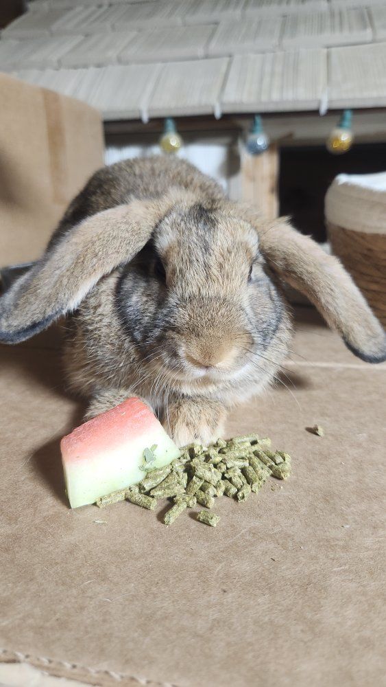 1/2 Lop and 1/2 Giant Flemish