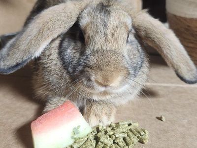 1/2 Lop and 1/2 Giant Flemish