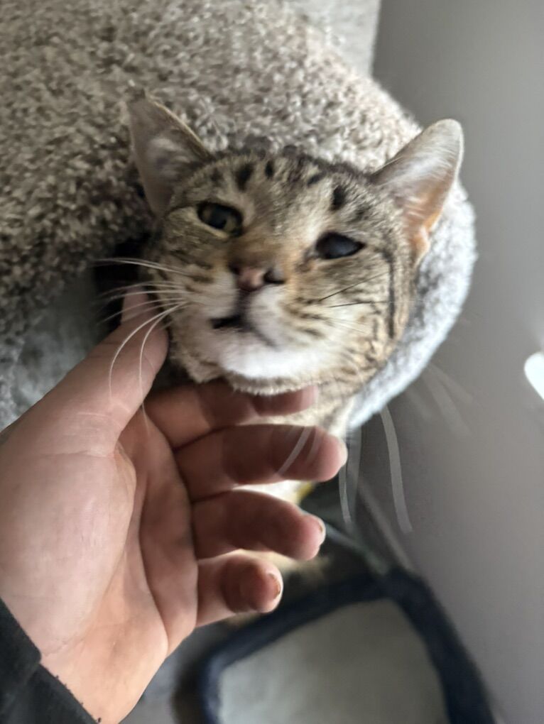 2 and a half yearold Cat