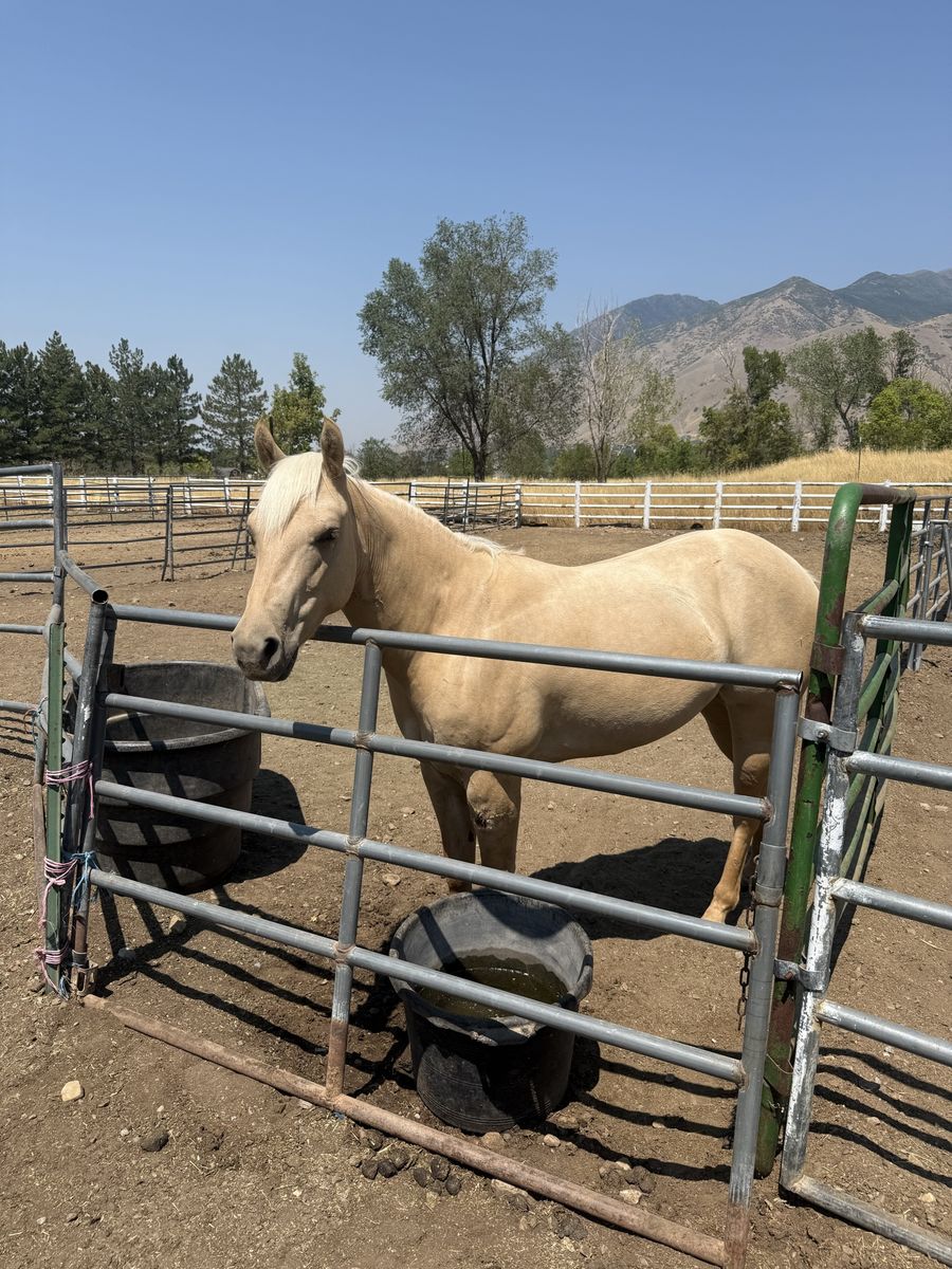 Registered Palomino Mare
