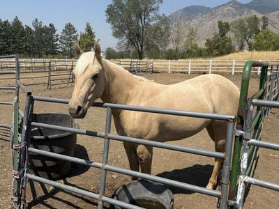 Registered Palomino Mare