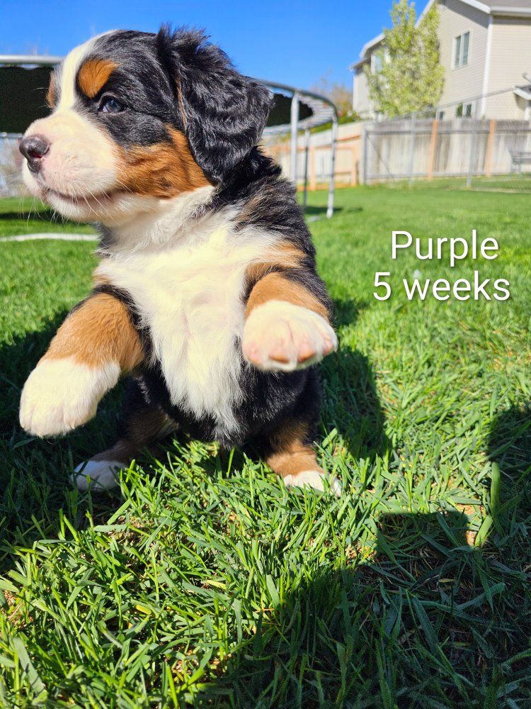 Purebred Bernese Mountain Dog Puppies – 3 Females Available
