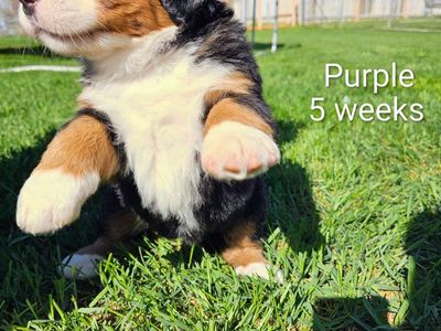 Purebred Bernese Mountain Dog Puppies – 3 Females Available