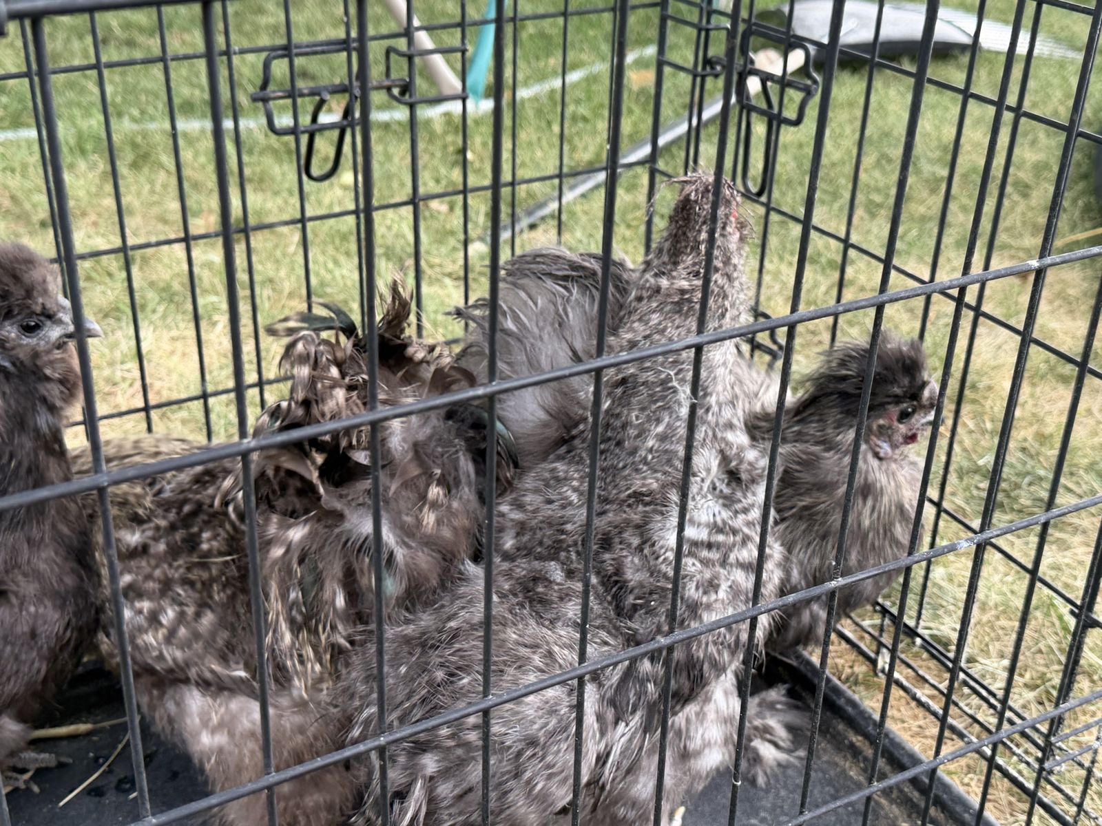 Free silkie rooster 4 available 