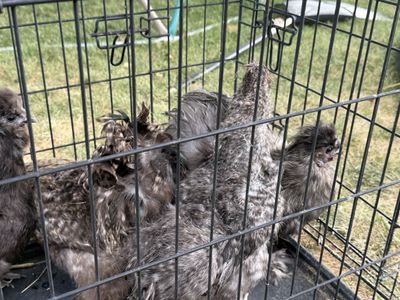 Free silkie rooster 4 available