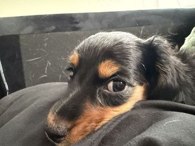 Mini Dachshund Puppies