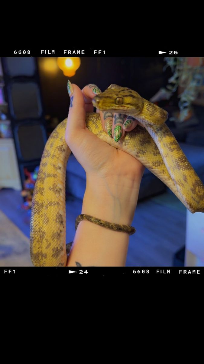 Amazon Tree Boa