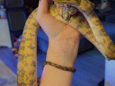 Amazon Tree Boa