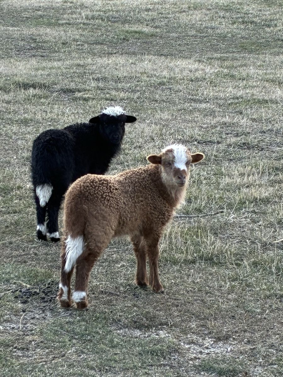 Lambs Navajo Churro Twins