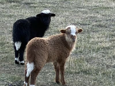 Lambs Navajo Churro Twins