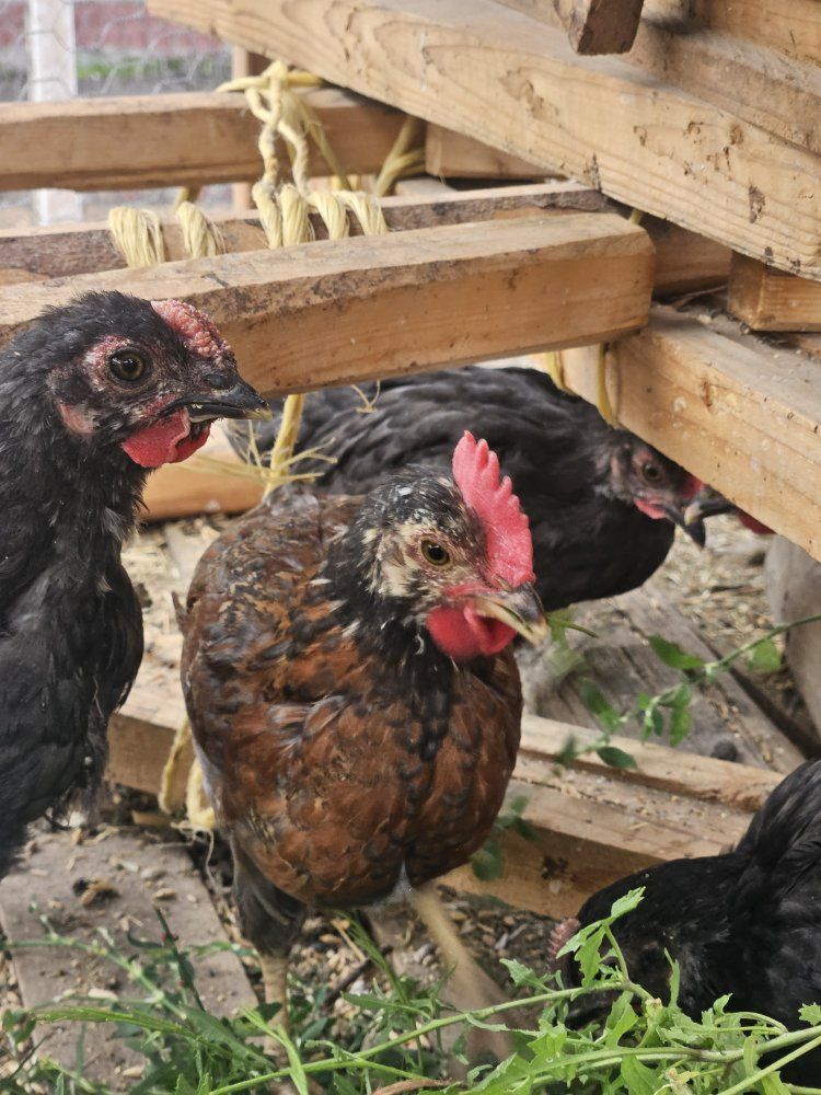 3 month old barnyard mix easter eggers