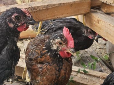 3 month old barnyard mix easter eggers