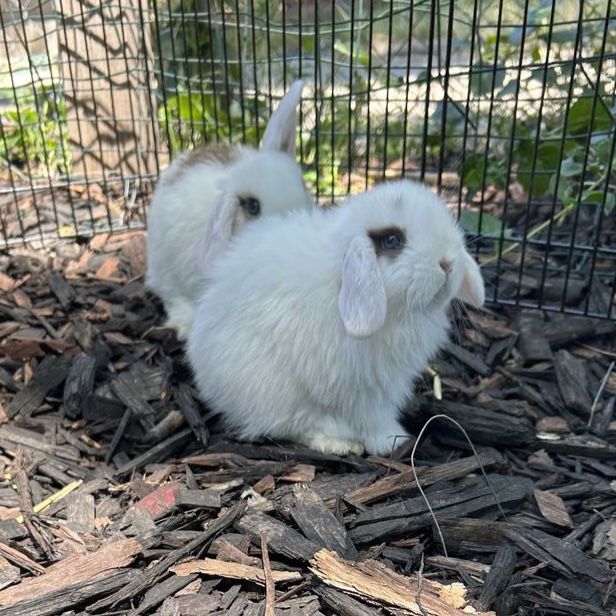 Holland lop Doe
