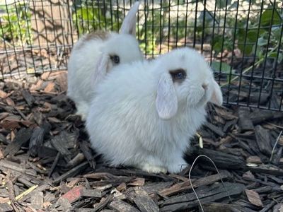 Holland lop Doe