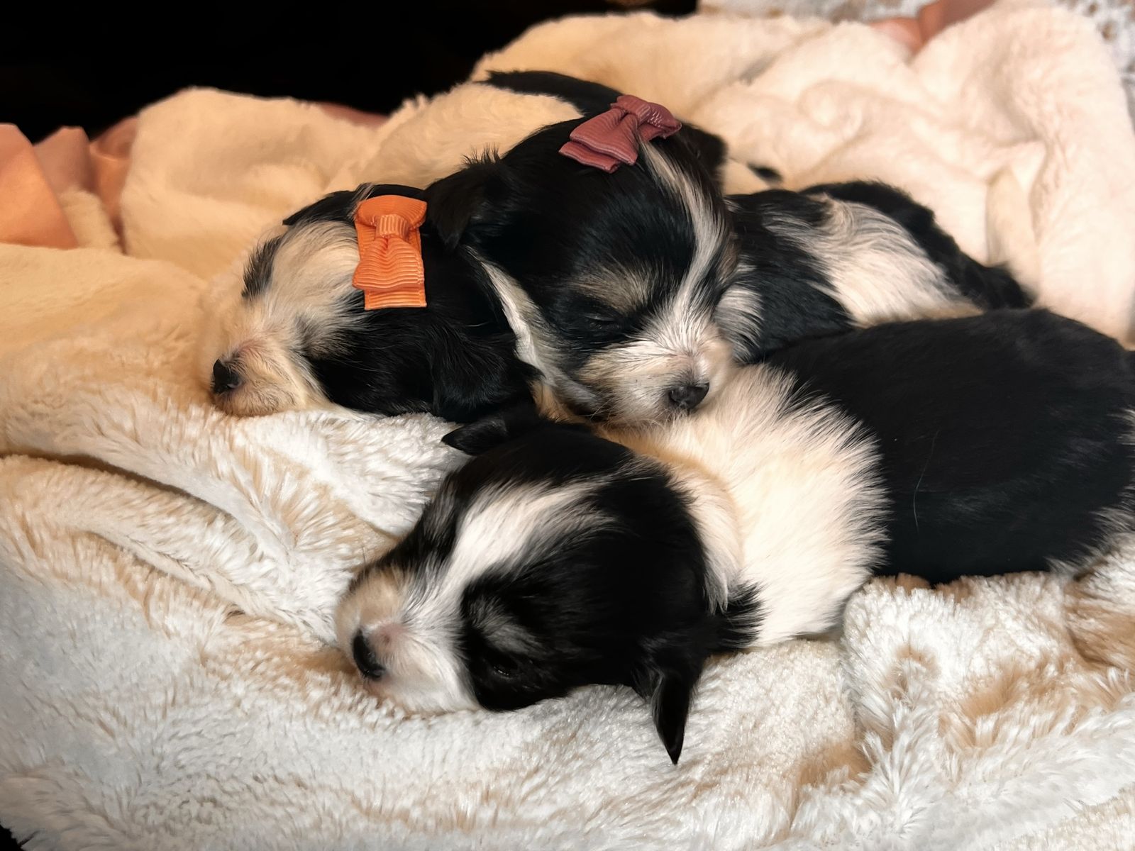 Adorable Morkie Puppies - 2 Girls and 1 Boy Available