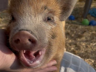 Mini Juliana pig STUD