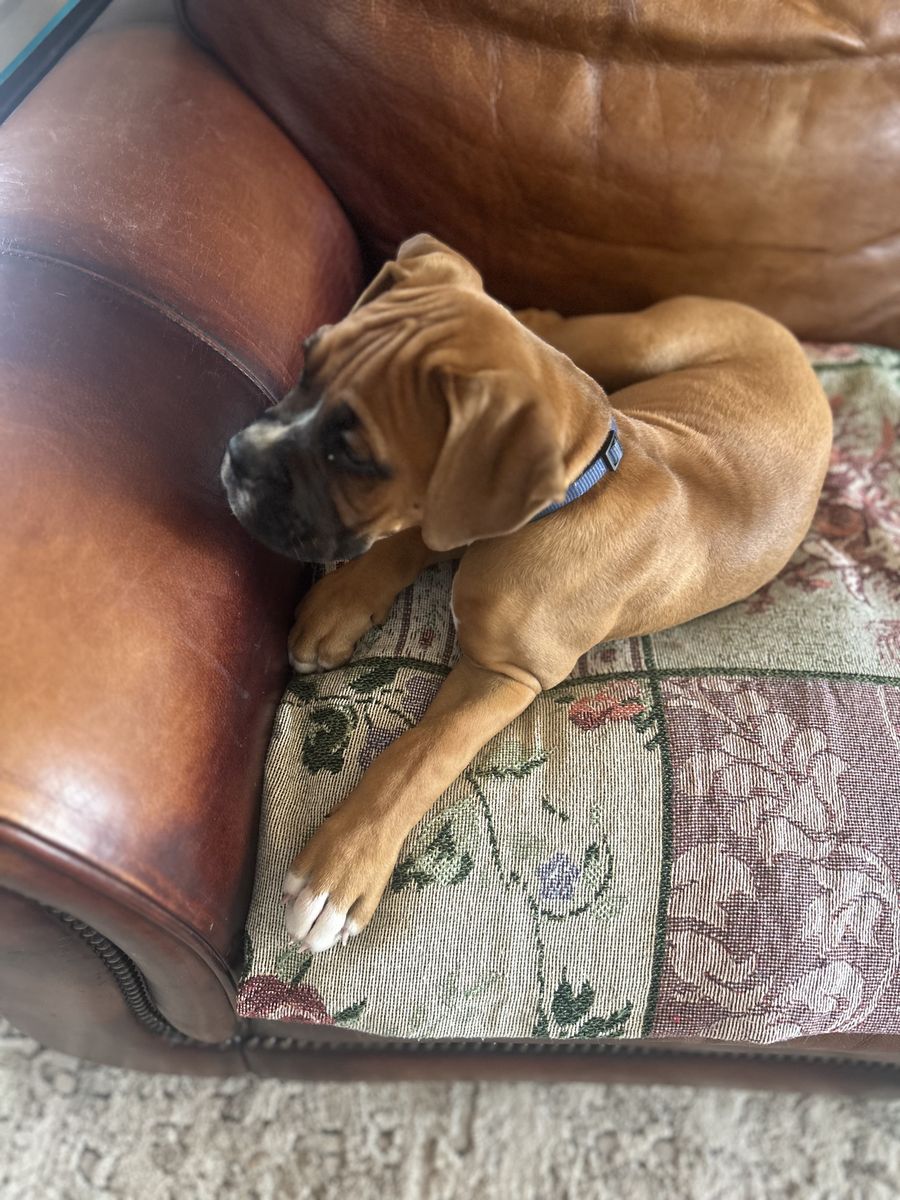 Boxer puppy