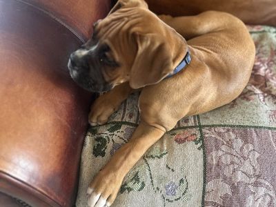 Boxer puppy