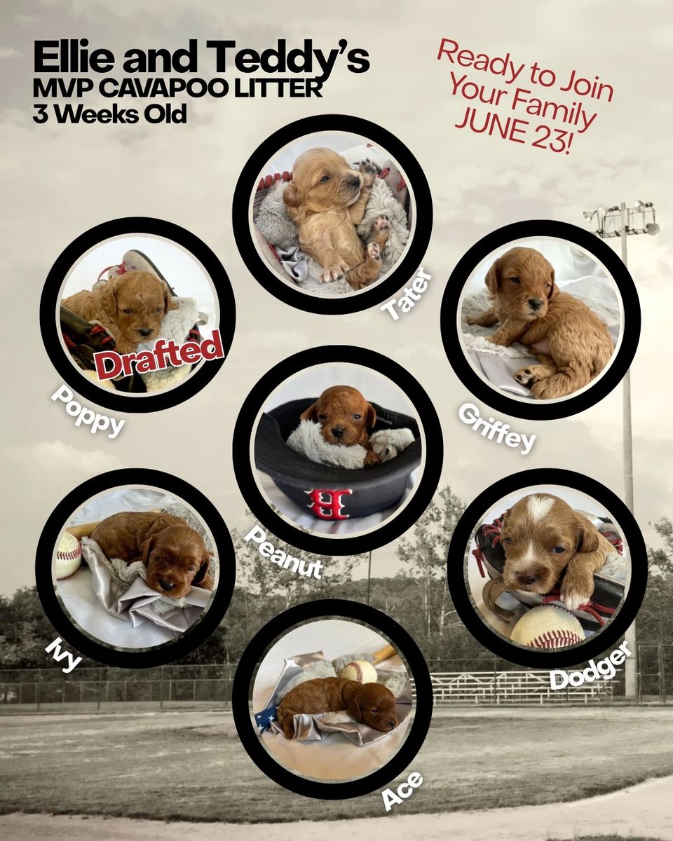 Mini Cavapoo Puppies
