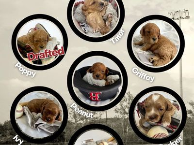 Mini Cavapoo Puppies