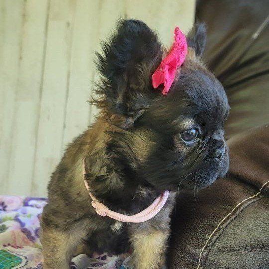 AKC French Bulldog / Frenchie Female