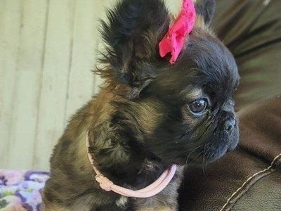 AKC French Bulldog / Frenchie Female