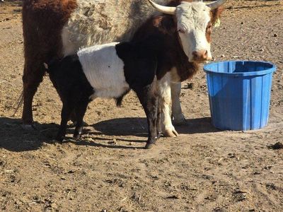 two miniature cow calf pairs