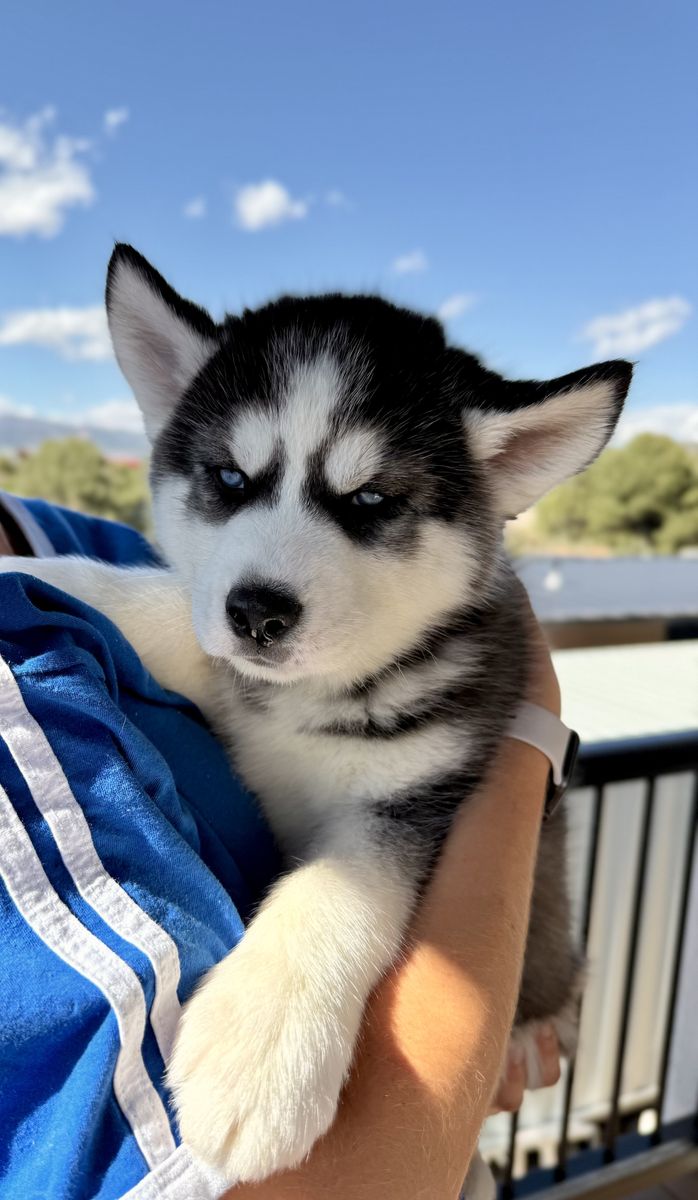 Pure Bred Husky Puppies for Sale