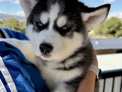 Pure Bred Husky Puppies for Sale