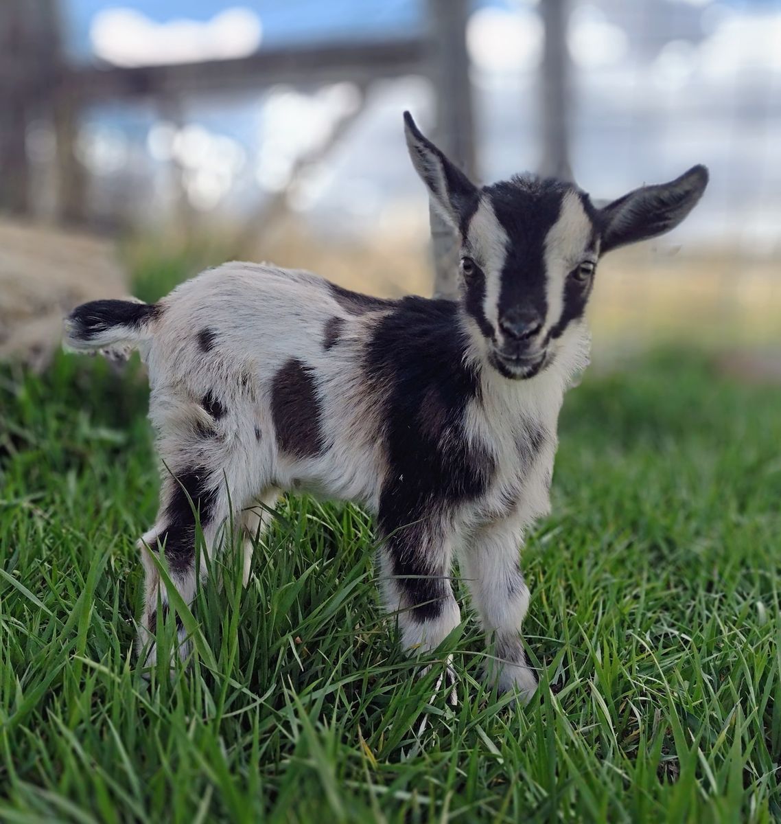 Adorable Nigerian Dwarf Goat Kids