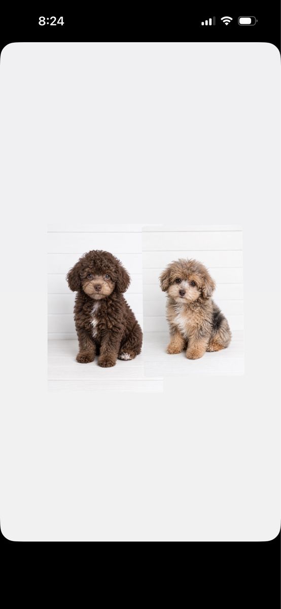 -Darling little puppies-
