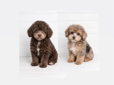 -Darling little puppies-