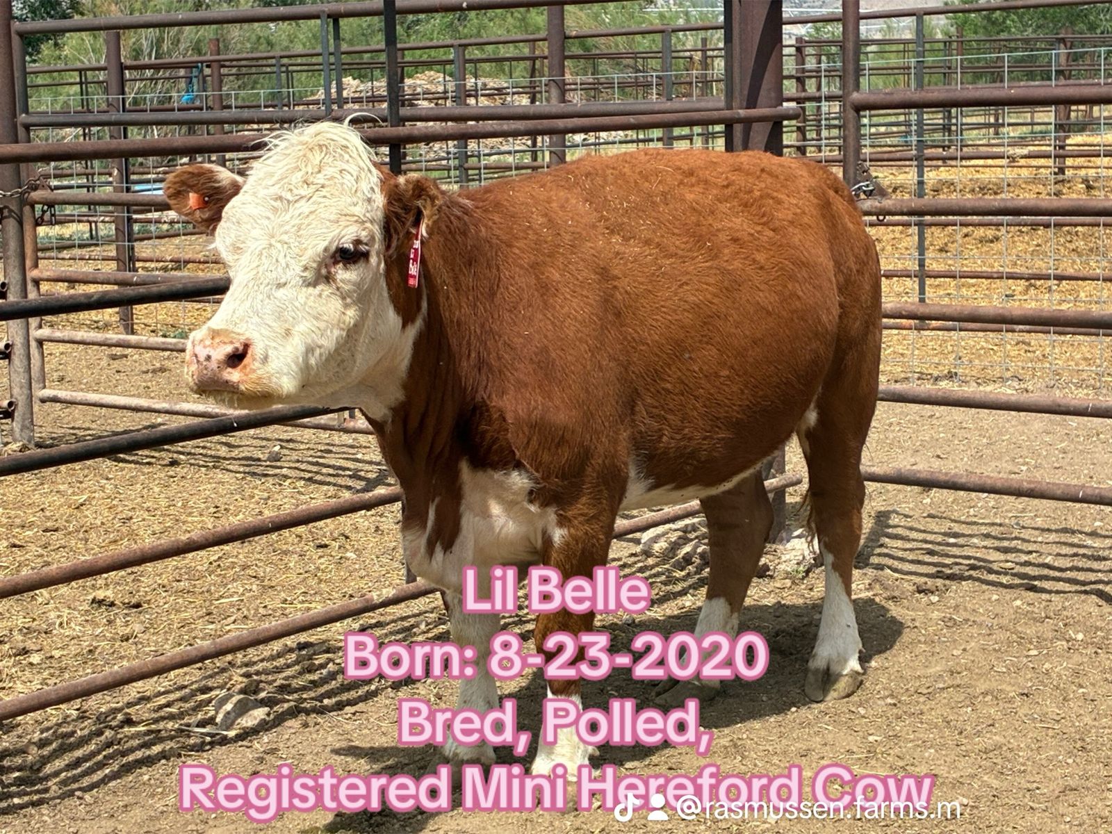 Registered Mini Hereford Cows - Bred, Polled, Various Ages - Rasmussen Farms