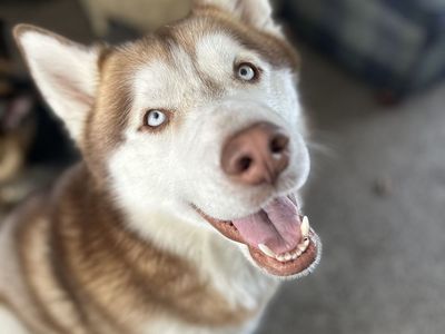 German shepherd and husky rehome