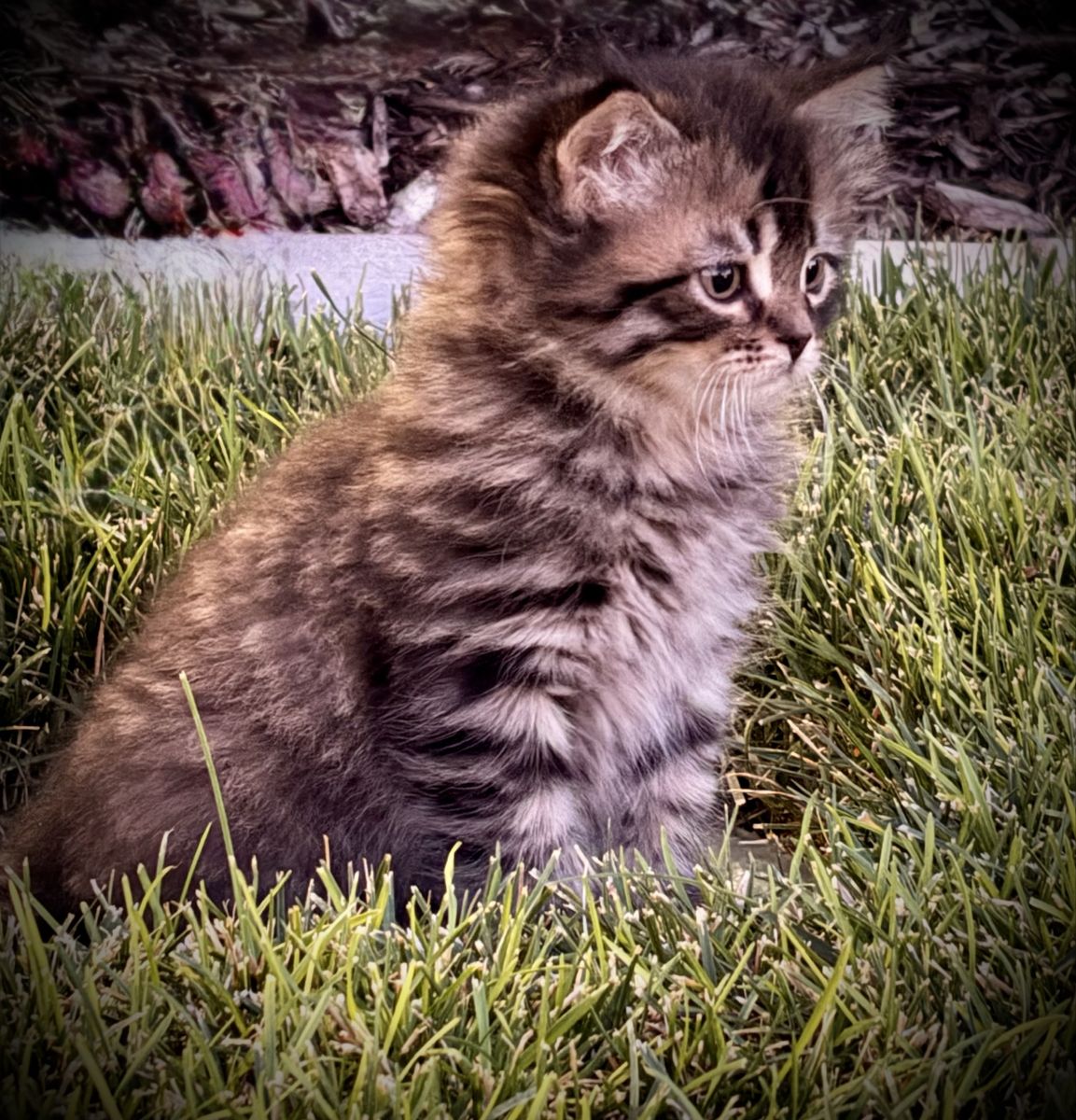 Half Siberian, Half Persian/Ragdoll Kittens Ready to go to loving homes! 