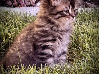 Half Siberian, Half Persian/Ragdoll Kittens Ready to go to loving homes!