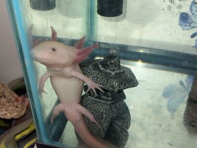 Axolotl