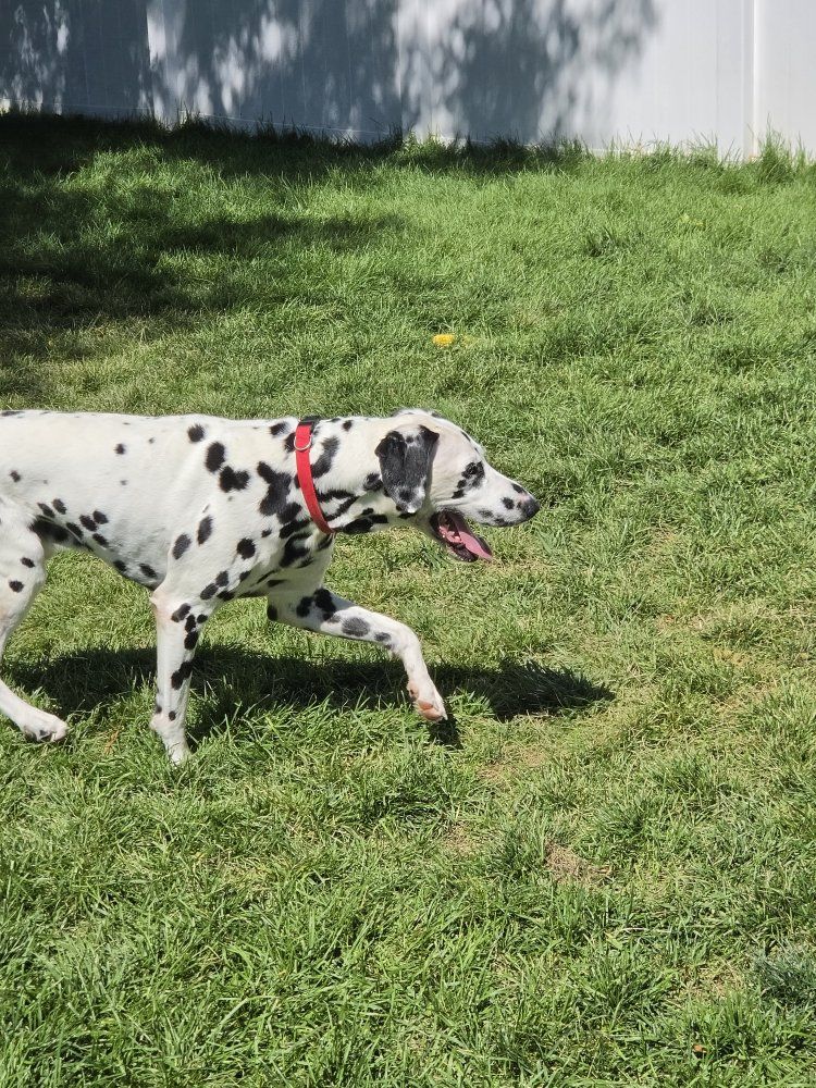 Trained Dalmatian Dog - Purebred Adult Male